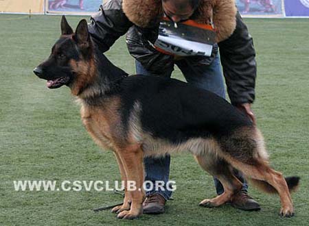 SG4 5045 查尼的鲁 Chandro von JinLiang CSZ94692 犬主：杨素辰