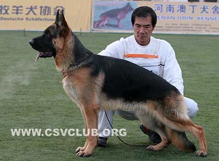 SG5 5051 根杜 Gendo von DeSaiLong CSZ88426 犬主：郑锡春