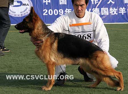 SG2 6068 坎萨 Cantha von WenHao CSZ84560 犬主：田传军