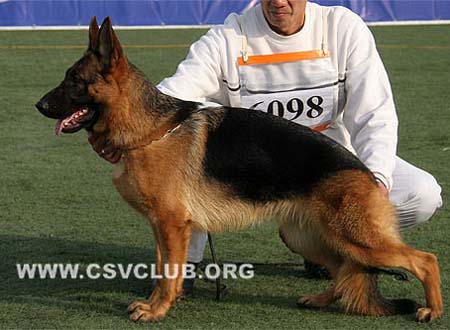 SG3 6098 爱笛丝 Edith von BianJing CSZ87163 犬主：鲁琳
