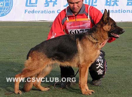SG4 6077 邦姿 Baenzj von ZhaoMing CSZ82200 犬主：王召明