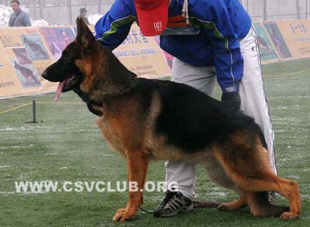 VV2 7006 加斯莫 Jasmo von JingXing CSZ91451 犬主：李经涛