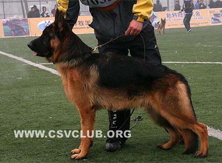 VV3 7033 布德 Bud von Mo Ya CSZ97712 犬主：赵振平