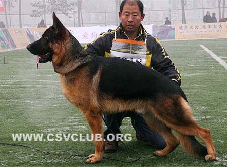 VV4 7018 杜卡斯 Dorkas von JingPin CSZ88343 犬主：牛福林