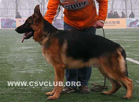 VV5 7009 考力 Corryq von ShiShiXiCheng CSZ88324 犬主：梁惠杰