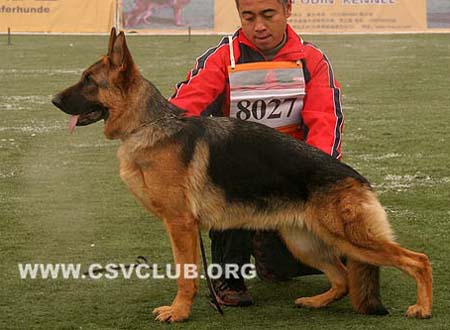 VV1 8027 比春可 Beatrix von HaiYuan CSZ91461 犬主：孙海伟