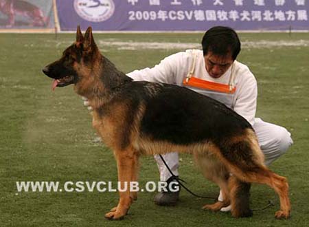 VV2 8038 卡门 Carmen von ShengDe CSZ88332 犬主：殷丰