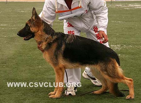 VV3 8026 戈汉笛 Ghandia von SenBao CSZ88272 犬主：孙宝森