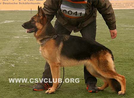 VV4 8041 比爱丝 Biest von Aus dem Haus Tang CSZ88691 犬主：张继中