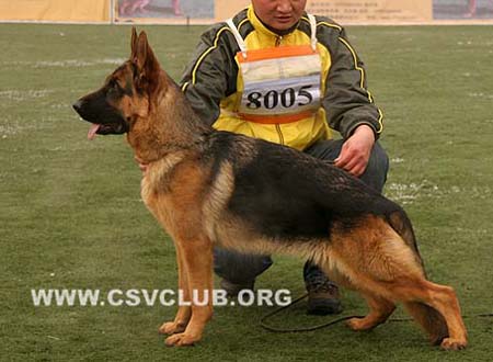 VV5 8005 格蒂 Gandhi von WeiSheng CSZ96637 犬主：高建华