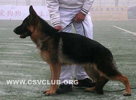 VV1 9038 拉克安森 Luckason von ZhongHao CSZ105956 犬主：李忠良