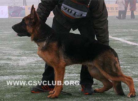 VV2 9014 北格 Big von ShouGang CSZ104921 犬主：刘洪波