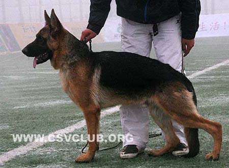 VV3 9027 克波力德 Kobold von OuWeiJie CSZ93755 犬主：吴秀香