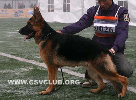 VV4 9026 迪迪 Diddy von JinHua CSZ91982 犬主：吴锦华