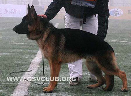 VV5 9040 富林克 Frenk von Arnoldcn CSZ94754 犬主：刘军(阿诺德)