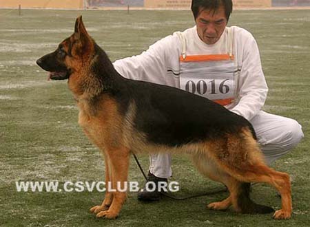 VV1 0016 卡特海 Cathi von AiLang CSZ95249 犬主：李金明