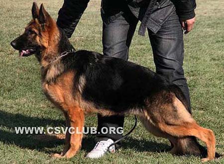 VV2 0039 塞丝米 Cissmy von Green Field CSZ96313 犬主：孙万兵