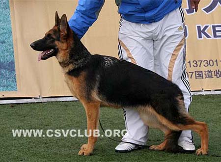 VV3 0018 布露么肯 Bluemchen von AiDeEr CSZ96163 犬主：李彦超