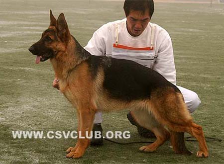VV4 0026 宝妮 Bonie von Dong An Qiang Sheng CSZ97218 犬主：刘贵文