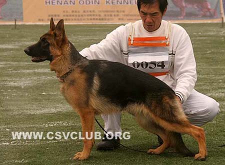 VV5 0054 爱提妮 Etienne von XingJun CSZ99570 犬主：闫海涛