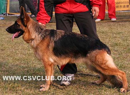 V1 2030 艾卡 Aca von Dossel，母，2007-07-24，CAA6592，CSZ49771，犬主：底书信