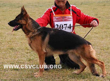 V2 2074 玛法 Mafa von AiDe，母，2007-08-13，CPM1167，CSZ59283，犬主：刘义兰
