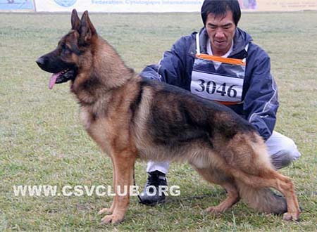 SG1 3046 达利斯 Dalis von HuangJinJia，公，2008-03-01，CSA6120，CSZ73238，犬主：赵健