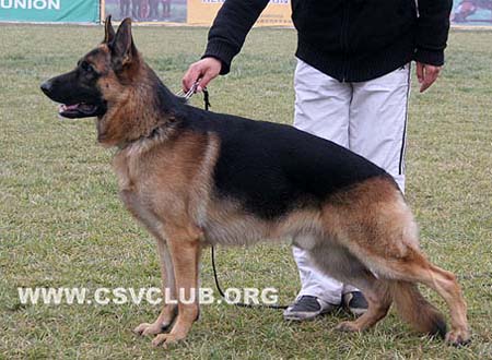 SG3 3001 艾格 Eige von JingXing，公，2008-03-06，CKA2368，CSZ66840，犬主：白炎生