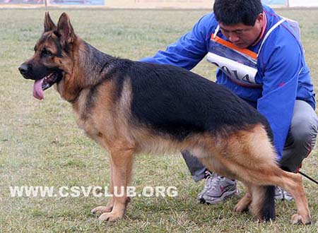 SG4 3014 法比 Fabi  von WeiLi，公，2008-02-21，CSA6272，CSZ95809，犬主：李毅
