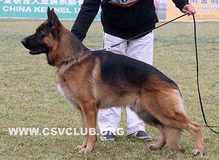 SG5 3009 迪奥拉 Dala von YunChengXinKai，公，2008-02-15，CXN3019，CSZ65072，犬主：黄立功