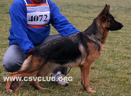 SG3 4072 弗瑞兹 Frenzi vom Kuckuckland，母，2008-05-01，K-A6949，CSZ8002192，犬主：许冬清