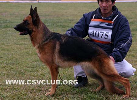 SG4 4075 瑟尔玛 Selma vom Haus Yin Sin，母，2007-12-03，T7-3760，CSZ8002178，犬主：闫海涛