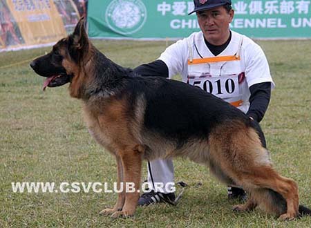 SG1 5010 皮帕 Pippo von Dossel，公，2008-11-06，CAZ9281，CSZ88636，犬主：韩彬