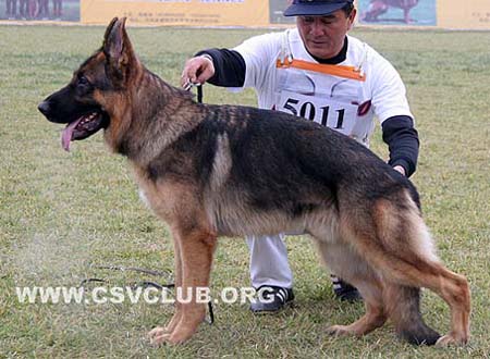 SG2 5011 菲利普 Phillip von Dossel，公，2008-11-06，CAZ9280，CSZ88635，犬主：韩彬