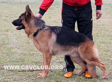 SG3 5019 巴加洛 Bajaro von ChangLong，公，2008-05-30，CPZ6630，CSZW83410，犬主：刘义兰