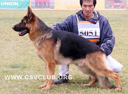 SG4 5051 乌维 Uwe von der Jahnh?he，公，2008-07-03，R-C0730，CSZ8002225，犬主：罗斌