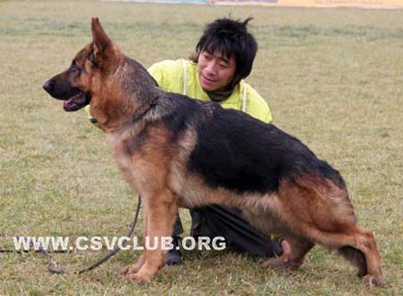 SG5 5003 Kombo von WeiYuan，公，2008-10-15，CSZ8639，CSZ87995，犬主：陈振元