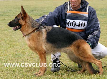SG1 6040 爱笛丝 Edith von BianJing，母，2008-10-11，CHZ3244，CSZ87163，犬主：鲁琳
