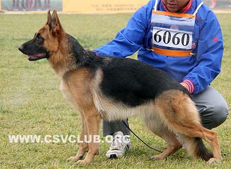 SG3 6060 客雷莫娜 Cremona von FuSheng，母，2008-06-30，CBZ0315，CSZ82642，犬主：邢劲松