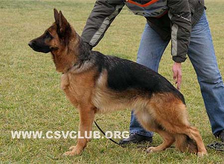 SG4 6004 布红塔 Brunda von XuYang，母，2008-06-13，CBZ0219，CSZ82510，犬主：曹省民