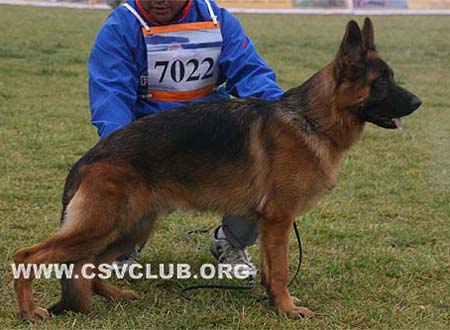 VV1 7022 Kalif vom Heinrichplatz，公，2009-02-05，A-A2831，CSZ8002197，犬主：许冬清