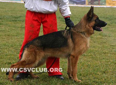 VV2 7015 爱斯曼 Iceman von Santamar，公，2009-01-10，BHZPZK，CSZ8002195，犬主：苏志镒