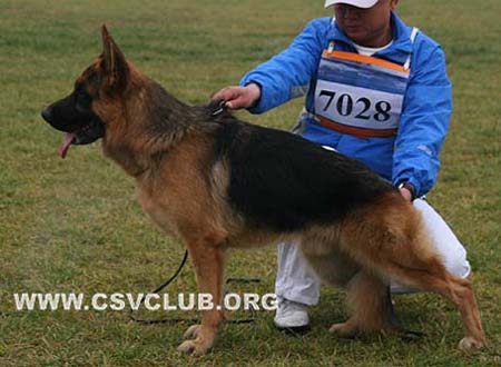 VV4 7028 巴利斯特 Balisto von SiChuanHuaDe， 公，2009-01-14，CRW8671，CSZ95660，犬主：郭秀华