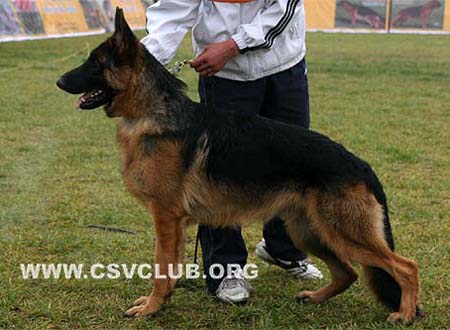 VV5 7007 Dombai von BeiKeEr，公，2009-01-18，CSW3583，CSZ94036，犬主：李昌利(贝克尔)