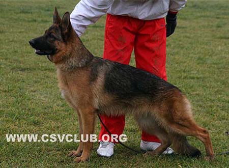 VV1 8016 艾斯昆 Icequeen von Santamar，母，2009-01-10，BHZRSECSZ8002194,犬主：苏志镒