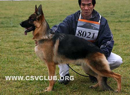 VV2 8021 艾丝皮 Espe von AoDeSai，母，2009-02-09，CSQ4779，CSZ106879，犬主：毋军