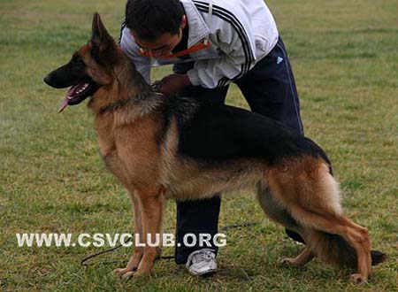 VV3 8011 得瑞榭 Drixie von BeiKeEr，母，2009-01-18，CSW3587，CSZ94040，犬主：刘琦