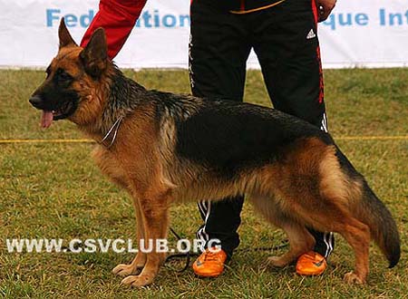 VV4 8012 达哥 Darga von AiNa，母，2009-01-21，CPO0088，CSZ99032，犬主：刘义兰