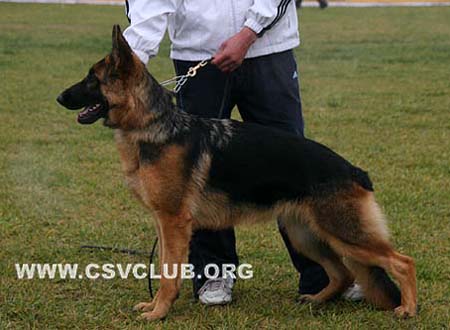 VV5 8009 蒂喜 Dixi von BeiKeEr，母，2009-01-18，CSW3586，CSZ94039，犬主：李昌利(贝克尔)