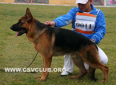 VV1 9011 赛鲁斯 Cyrus von BaiTuTeng，公，2009-03-27，CHQ0530，CSZ101743，犬主：李凤楼